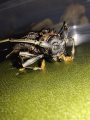 Polyrhaphis michaeli