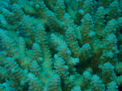Acropora tenuis