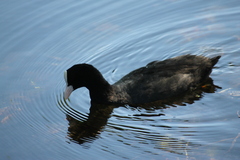 Fulica atra