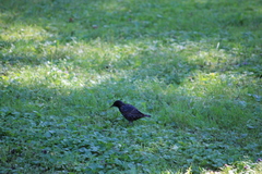 Sturnus vulgaris