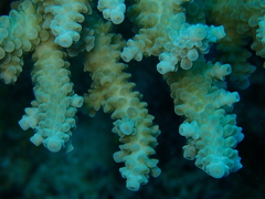 Acropora tenuis