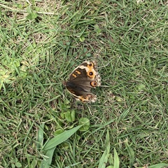 Junonia orithya orithya