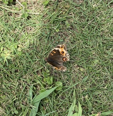Junonia orithya orithya