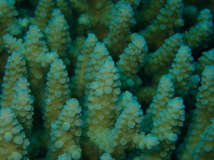 Acropora tenuis