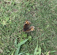 Junonia orithya orithya
