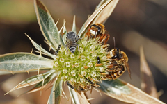 Andrena variabilis