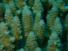 Acropora tenuis