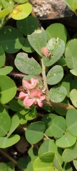 Indigofera linnaei