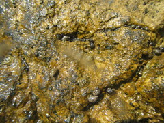 Echinolittorina punctata