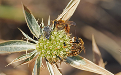 Andrena variabilis