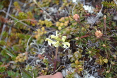 Pedicularis lapponica