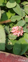 Indigofera linnaei