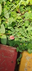 Indigofera linnaei