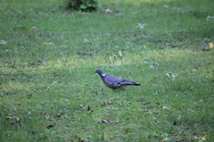 Columba palumbus