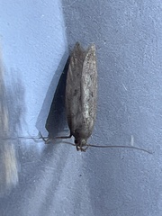 Bryotropha terrella