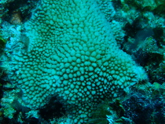 Hydnophora microconos