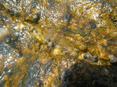 Echinolittorina punctata