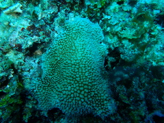 Hydnophora microconos