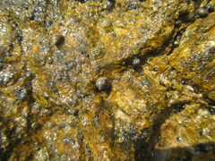 Echinolittorina punctata