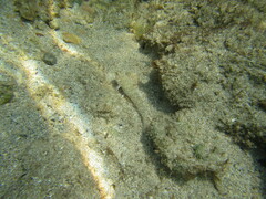 Gobius incognitus