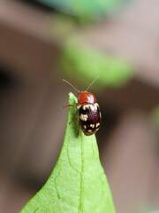 Cryptocephalus badius