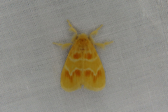 Euproctis epidela