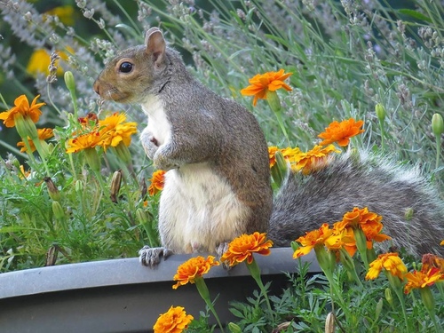 Eastern Gray Squirrel photographed in New Jersey