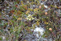 Pedicularis lapponica