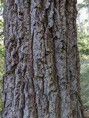 Eucalyptus paniculata