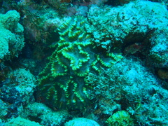 Oulophyllia crispa