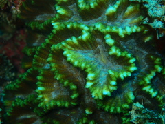 Oulophyllia crispa