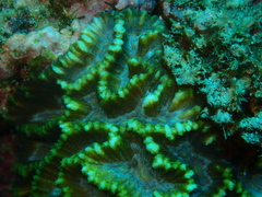 Oulophyllia crispa