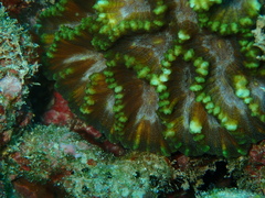 Oulophyllia crispa