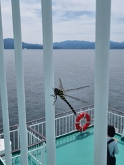 Anotogaster sieboldii sieboldii