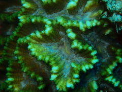 Oulophyllia crispa