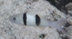 Parupeneus crassilabris