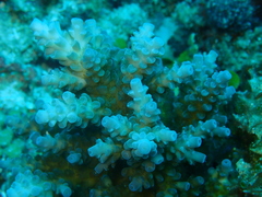 Acropora tenuis