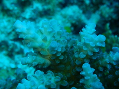 Acropora tenuis