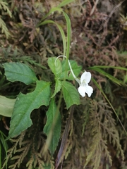 Impatiens