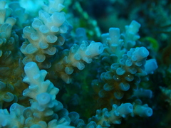 Acropora tenuis