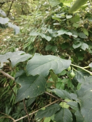 Ilex macrocarpa