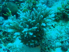 Acropora tenuis