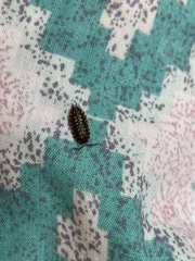 Porcellio spinicornis