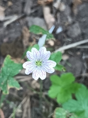 Geranium versicolor