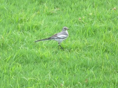 Motacilla alba lugens