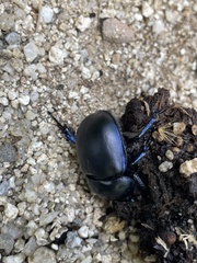 Trypocopris pyrenaeus