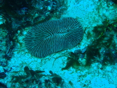 Pleuractis paumotensis