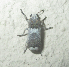 Cylindroides albocinctus