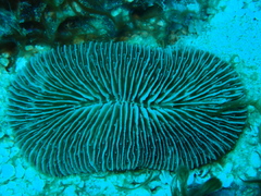 Pleuractis paumotensis