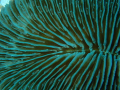 Pleuractis paumotensis